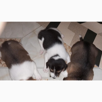 0-1 month Male Mixed Breed Akita