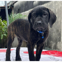 Female Cane Corso Puppy Available for Adoption in Lagos