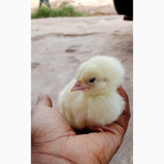Day Old Chick