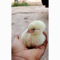 Day Old Chick