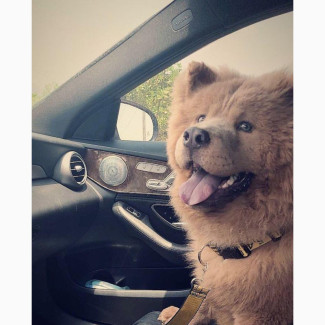 Chow Chow Puppies Available for Sale - Female Purebred