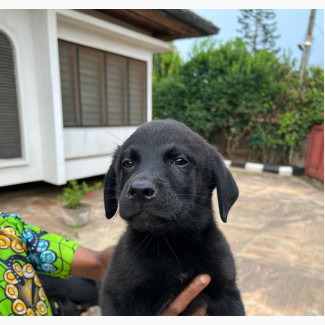 1-3 months Male Purebred Labrador Retriever