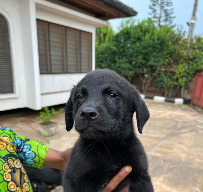Фото 1/1. 1-3 months Male Purebred Labrador Retriever