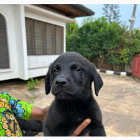 1-3 months Male Purebred Labrador Retriever