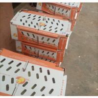 Amo Broiler Chicks for Sale