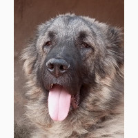 Male Purebred Caucasian Shepherd - 1+ year old