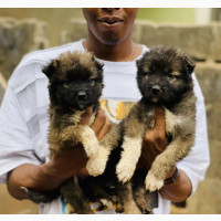 1-3 Month Male Purebred Caucasian Shepherd