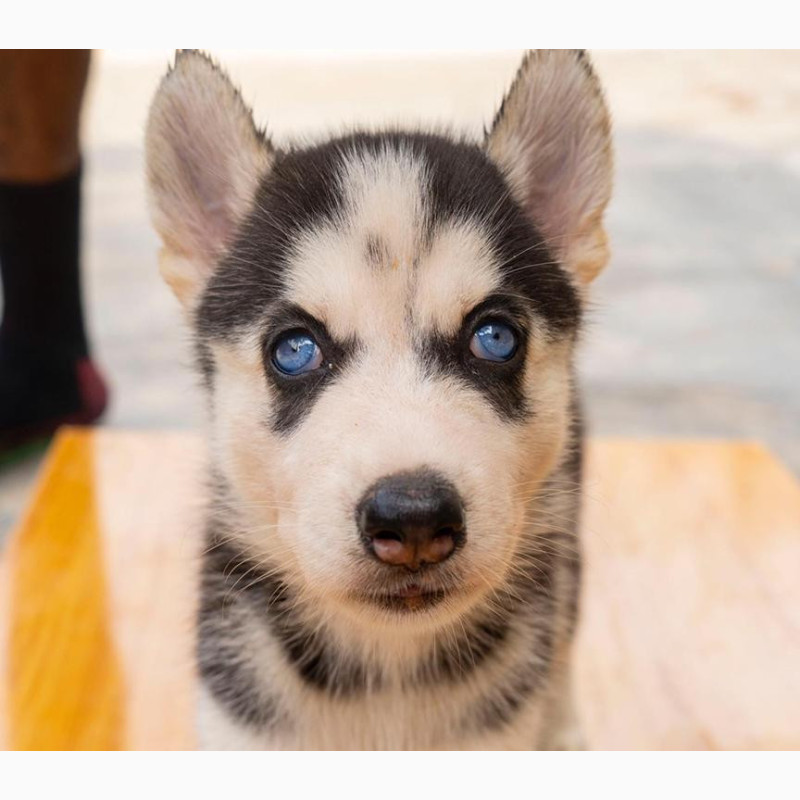 Фото 1/1. Purebred Siberian Husky Puppy - Female, 0-1 Month Old