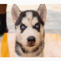 Purebred Siberian Husky Puppy - Female, 0-1 Month Old