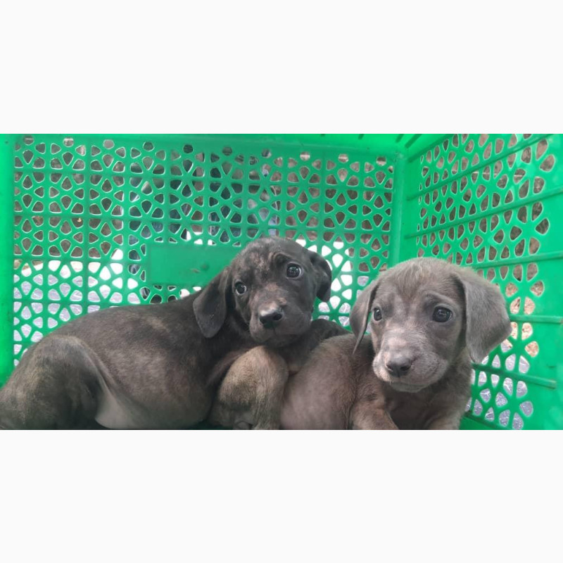 Фото 1/1. 1-3 months Female Mixed Breed Neapolitan Mastiff