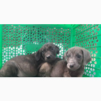 1-3 months Female Mixed Breed Neapolitan Mastiff