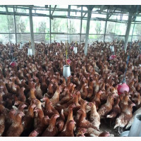 Healthy Point of Lay Birds Available