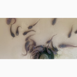 Farm Assistant Needed for Fish Farm