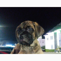 Female Purebred Cane Corso Puppy Available for Adoption