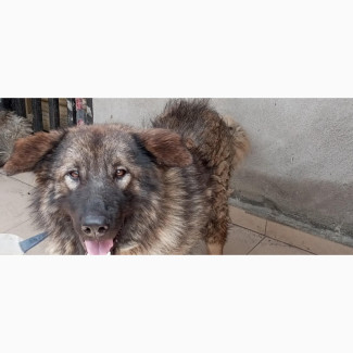 Caucasian Shepherd Male Purebred 6-12 Months