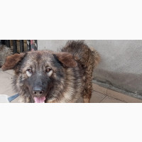 Caucasian Shepherd Male Purebred 6-12 Months