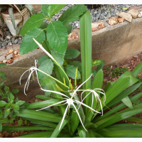 Spider Lily
