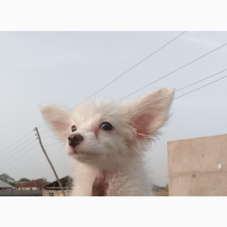 American Eskimo Puppy for Sale