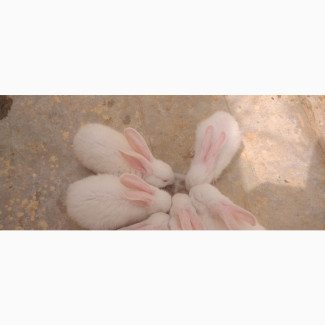 Pure Bred Hyla Rabbit for Sale