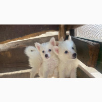 1-3 months Female Purebred American Eskimo