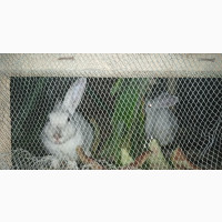 Rabbit Available for Pick Up Today