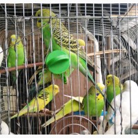 A Pair of Budgies for Sale - Male Parrot Pet Bird