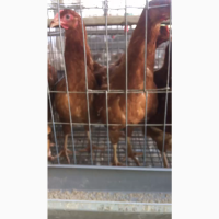18-week-old point of lay are available for sale in Lagos State