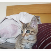 1-3 months Male Purebred Egyptian Mau