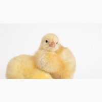 Day Old AMO Broilers (Commercial Arbor Acres Plus)
