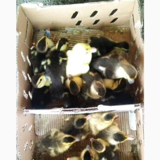 Healthy Ducks Available, Local and Foreign