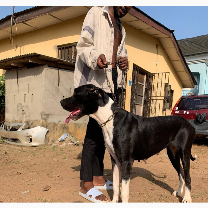 Фото 1/1. 1+ year Female Purebred Great Dane