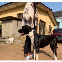 1+ year Female Purebred Great Dane