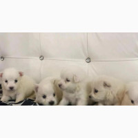 1-3 Month Male Purebred American Eskimo
