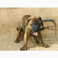 Female Purebred Cane Corso Puppy Available