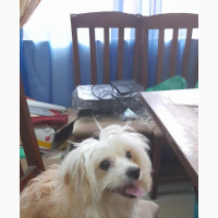 Lhasa Apso Mixed Breed Female Dog for Sale