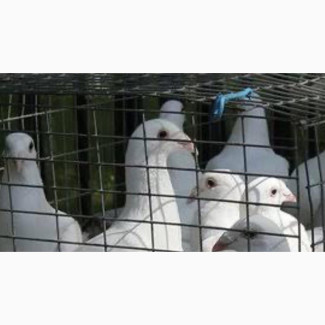 Dove for Sale