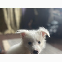 1-3 months Female Mixed Breed American Eskimo