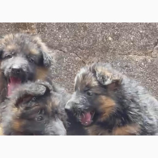 German Shepherd Puppies Available - Purebred Female 3-6 Months Old