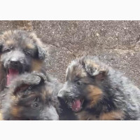 German Shepherd Puppies Available - Purebred Female 3-6 Months Old