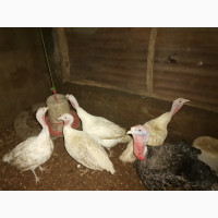 Energetic and Healthy Spent Female Turkeys with Appreciable Live Weight