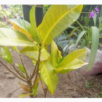 Beautiful Trees for Your Estate, Garden, or Home