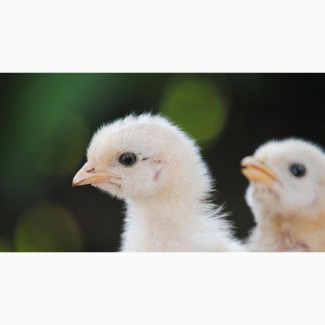 Day Old Arbor Acres Plus Broiler Chicks (Grinphield Brand)