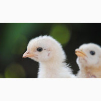 Day Old Arbor Acres Plus Broiler Chicks (Grinphield Brand)