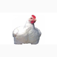 Day Old Arbor Acres Plus Broiler Chicks (Grinphield Brand)
