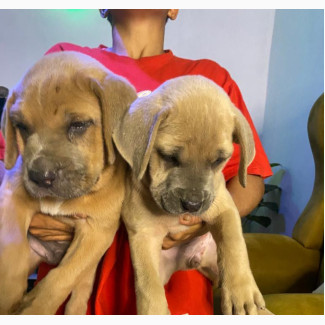 Male Purebred Boerboel - High Pedigree, Vaccinated, Brindle Coated