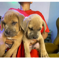 Male Purebred Boerboel - High Pedigree, Vaccinated, Brindle Coated