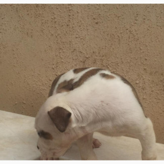 1-3 months Male Mixed Breed American Bully