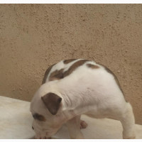 1-3 months Male Mixed Breed American Bully