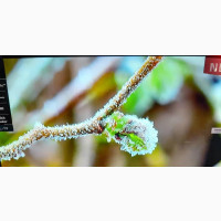 LG 43 Ultra HD Tv