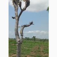 Flat 2200sqm Rofo Plot in Kyami - Quick Sale